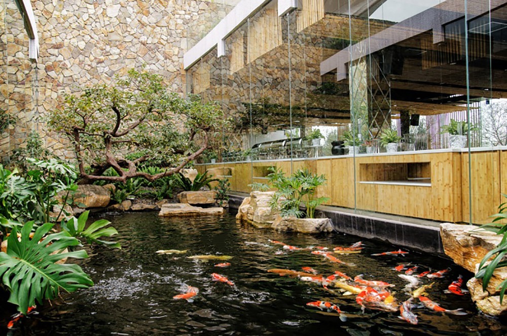 Mẫu hồ cá Koi dành cho nhà hàng quán cafe
