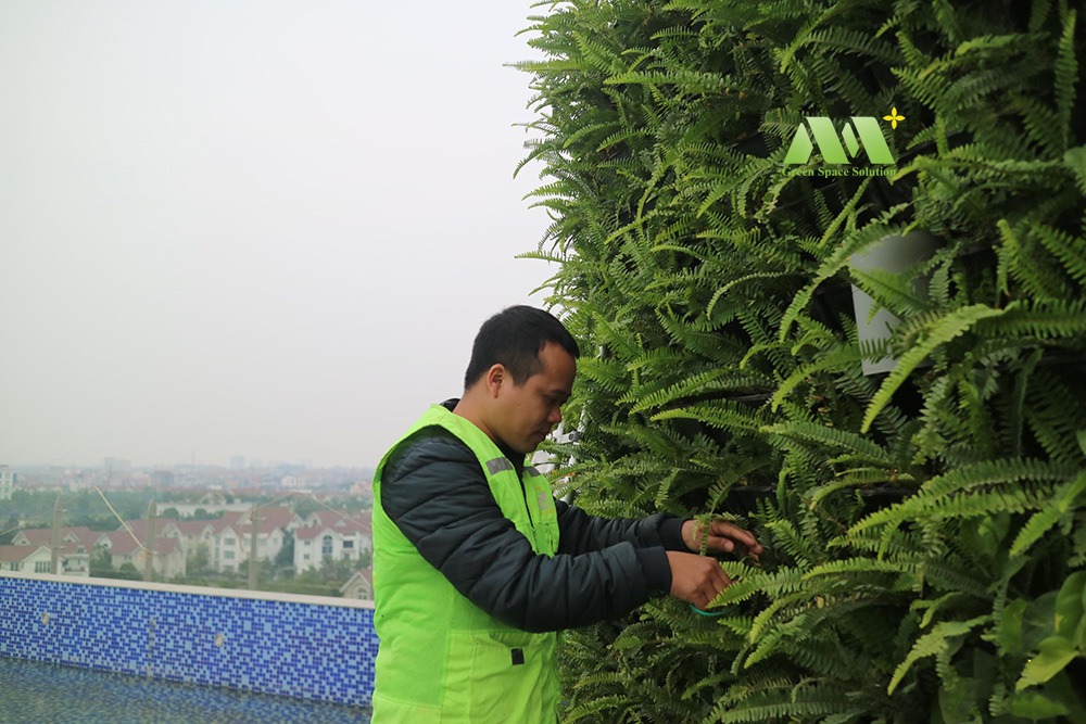 Kiểm tra cây lần cuối để bàn giao tường cây xanh cho chủ đầu tư
