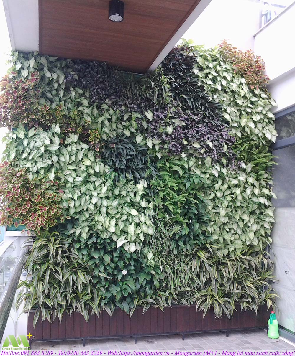 Thi công tường cây xanh - Mongarden Việt Nam