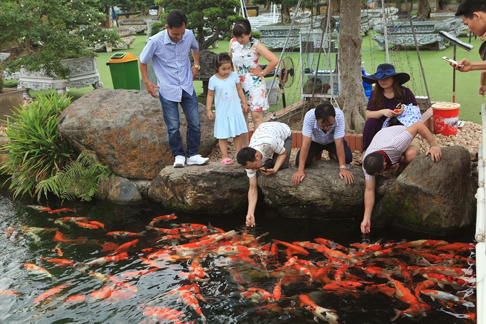 Thiết kế hồ cá Koi – Mongarden