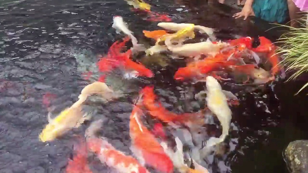 Thiết kế hồ cá Koi – Mongarden