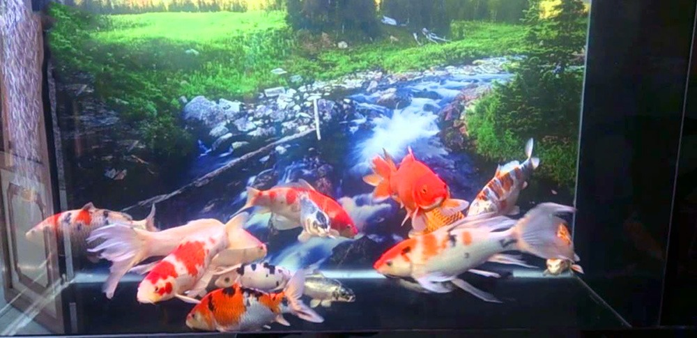 Thiết kế hồ cá Koi – Mongarden