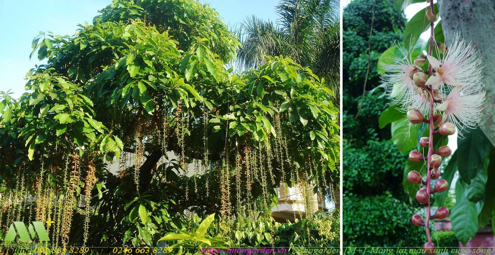 Cây Lộc Vừng trong thiết kế sân vườn biệt thự – Mongarden