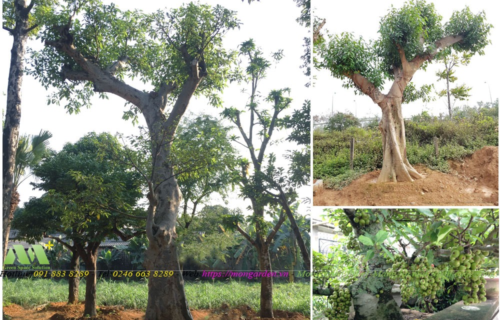 Cây Sung trong thiết kế sân vườn – Mongarden