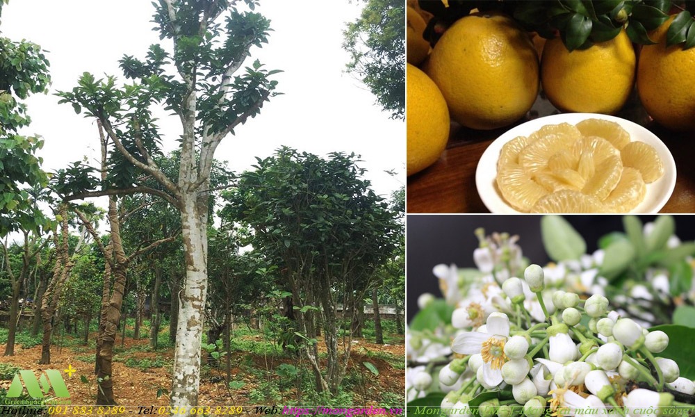 Cây Bưởi trong thiết kế sân vườn – Mongarden