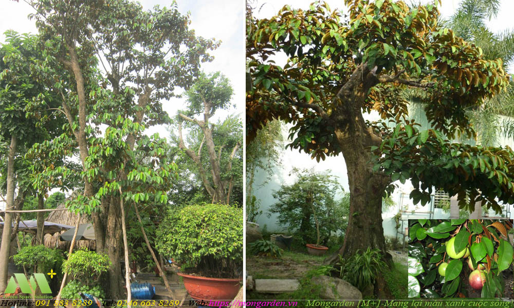 Cây Vú Sữa trong thiết kế sân vườn – Mongarden