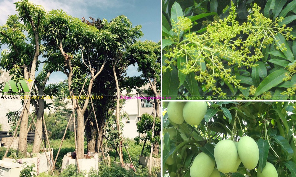 Cây Xoài trong thiết kế sân vườn – Mongarden