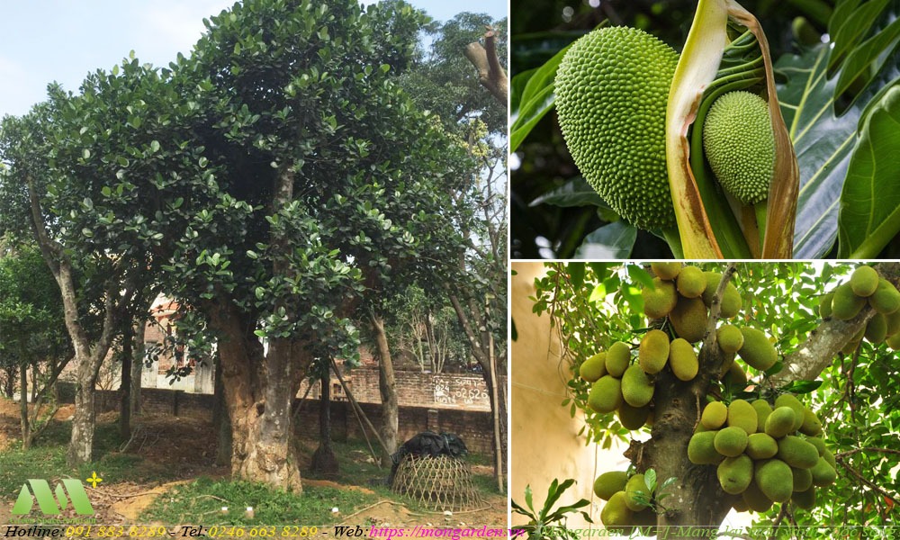 Cây Mít trong thiết kế sân vườn – Mongarden