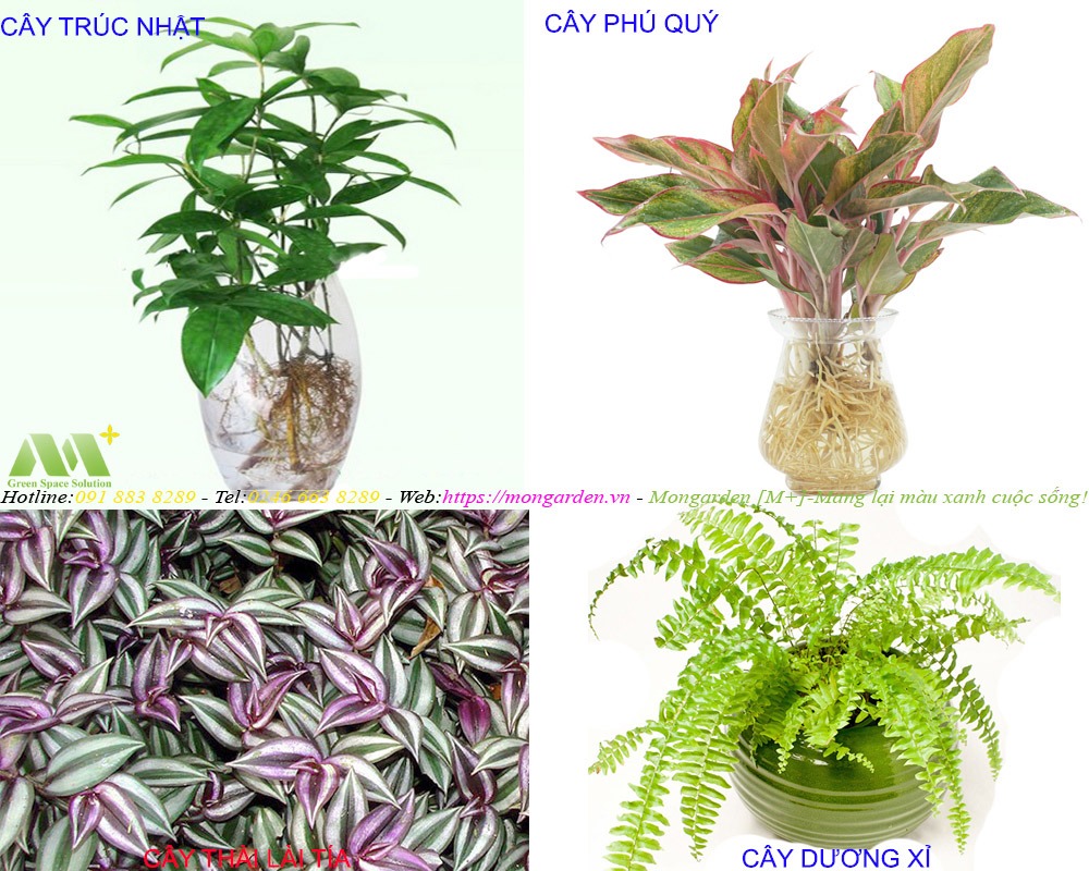 Những loại cây thường dùng cho thi công tường cây xanh thủy canh