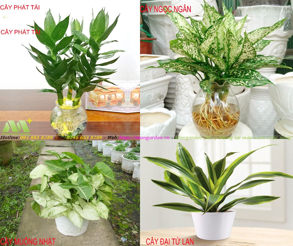 Những loại cây thường dùng cho thi công tường cây xanh thủy canh