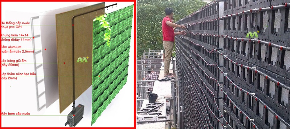 Hướng dẫn chăm sóc tường cây xanh