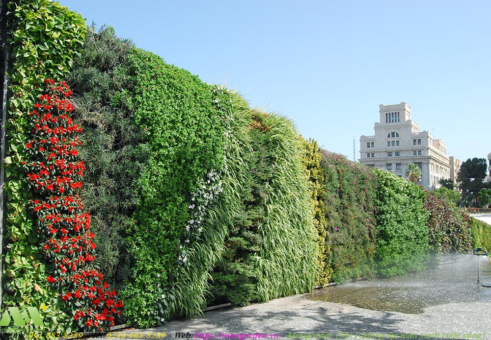 Hướng dẫn chăm sóc tường cây xanh