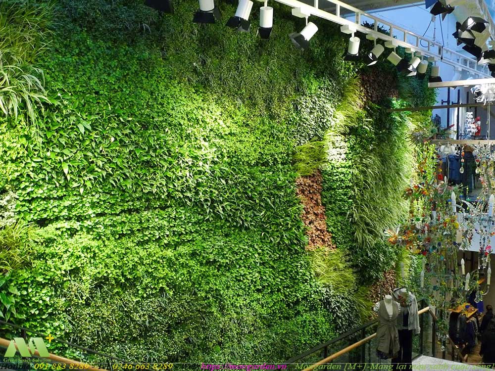 Hướng dẫn chăm sóc tường cây xanh
