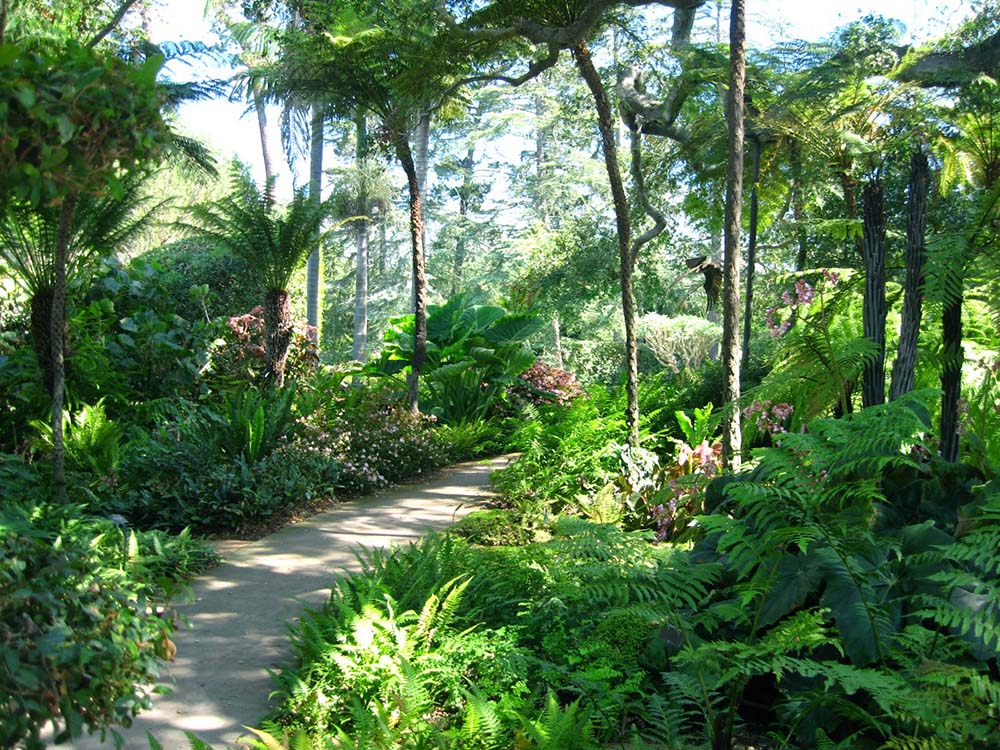 Thiết kế thi công sân vườn phong cách vườn nhiệt đới – Mongarden