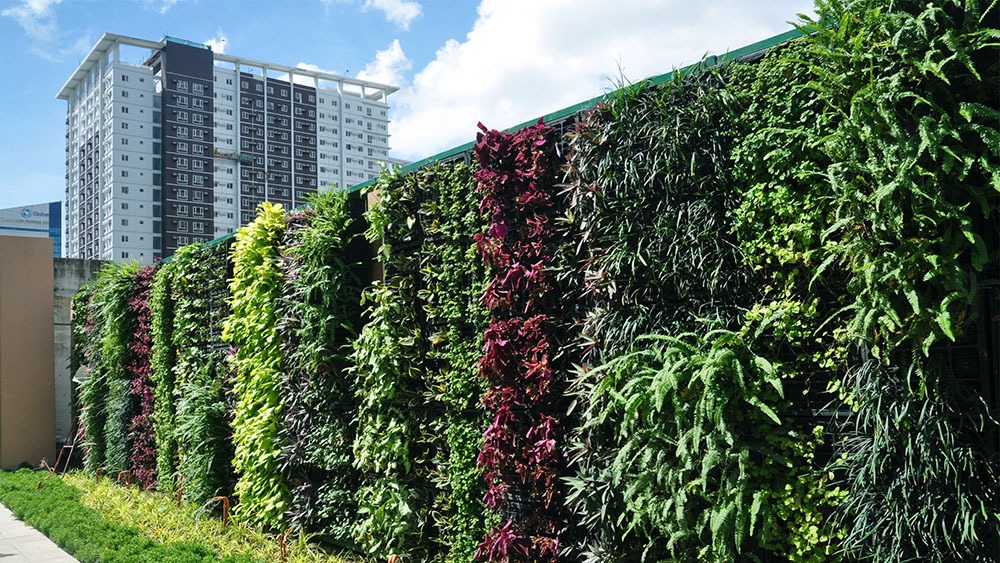 Những loại cây thường dùng cho thi công tường cây xanh thủy canh