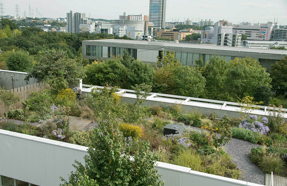 Vườn trên mái tại trụ sở Green Wise
