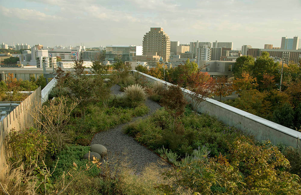 Vườn trên mái tại trụ sở Green Wise