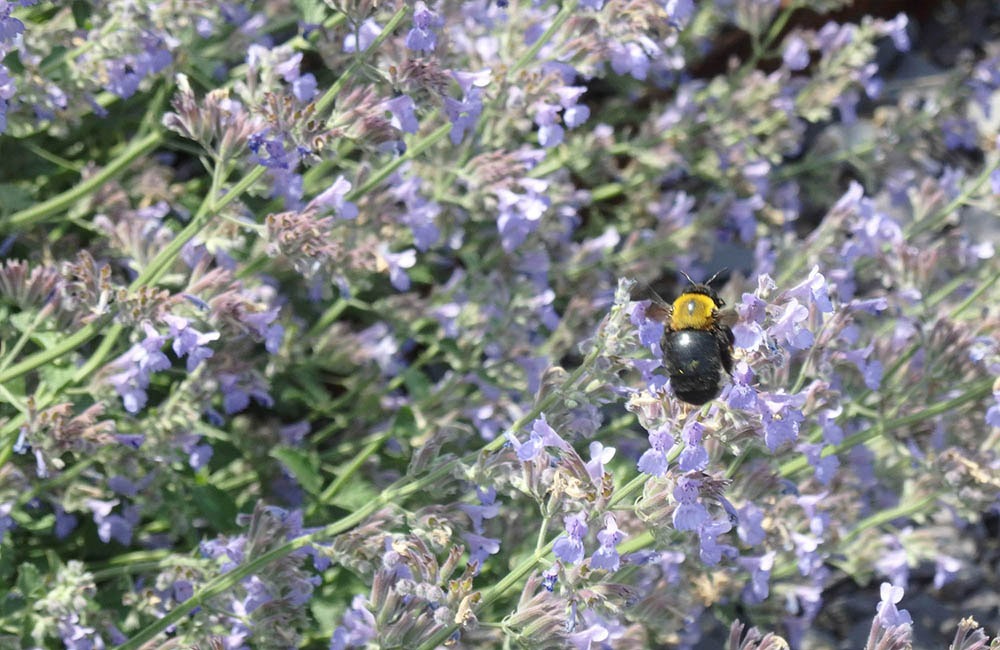 Vườn trên mái tại trụ sở Green Wise