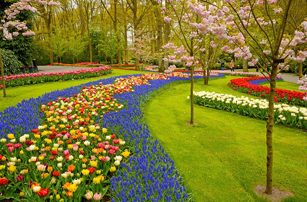 Khung cảnh tuyệt đẹp của vườn hoa Tulip - Hà Lan