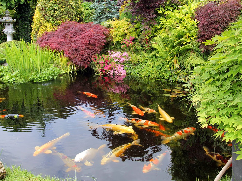 Tổng hợp mẫu thiết kế hồ cá Koi tuyệt đẹp cho khu vườn của bạn