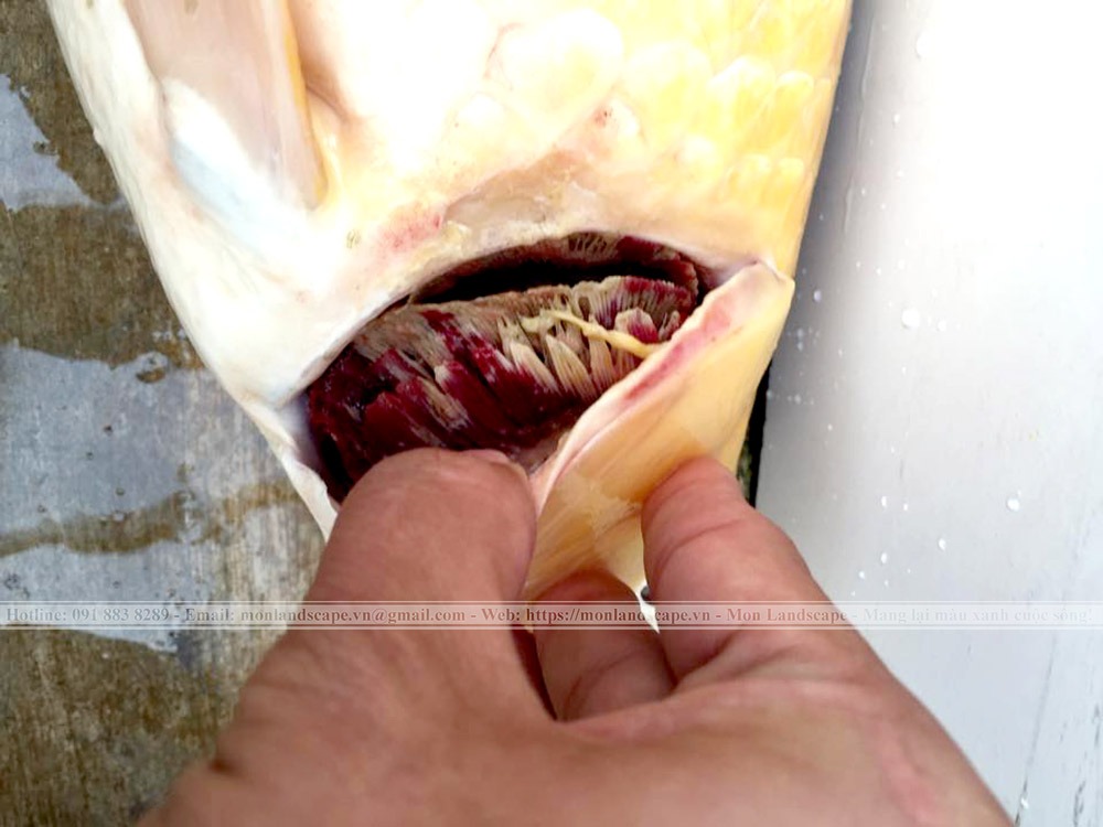 Bệnh nấm mang ở cá Koi và cách điều trị.