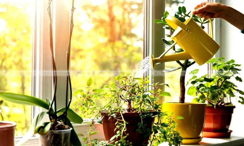 11 quy tắc vàng cho tưới cây