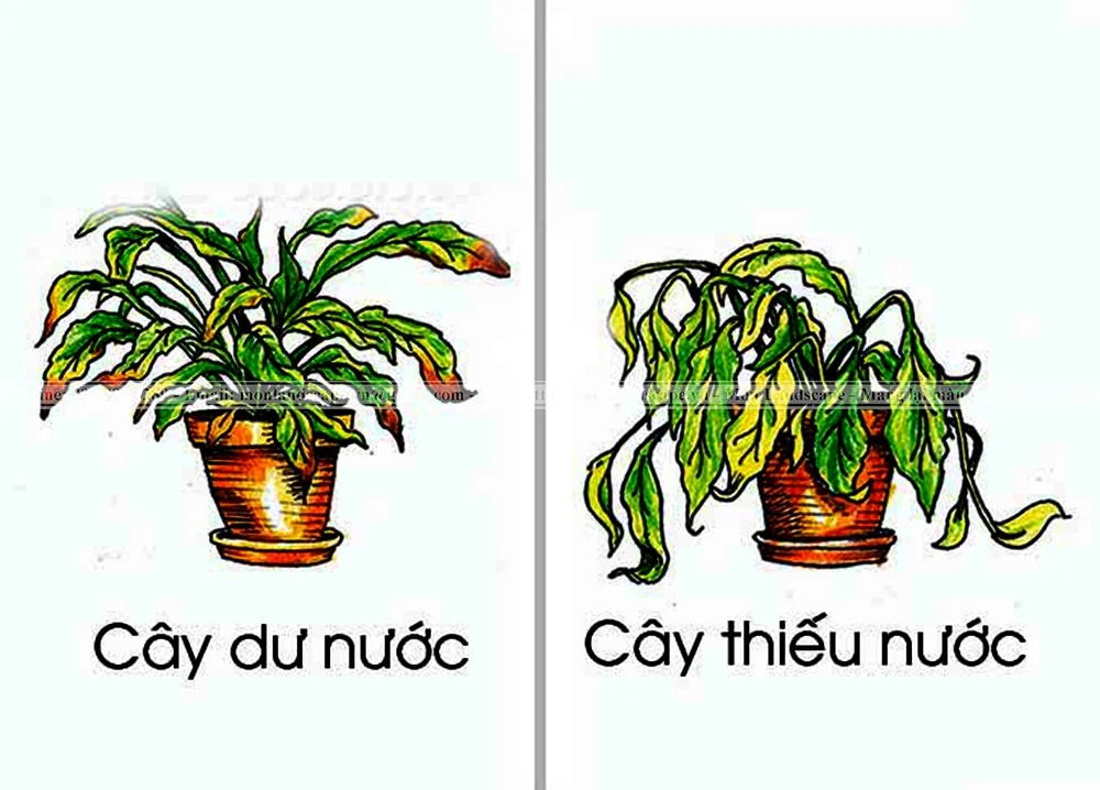 11 quy tắc vàng cho tưới cây