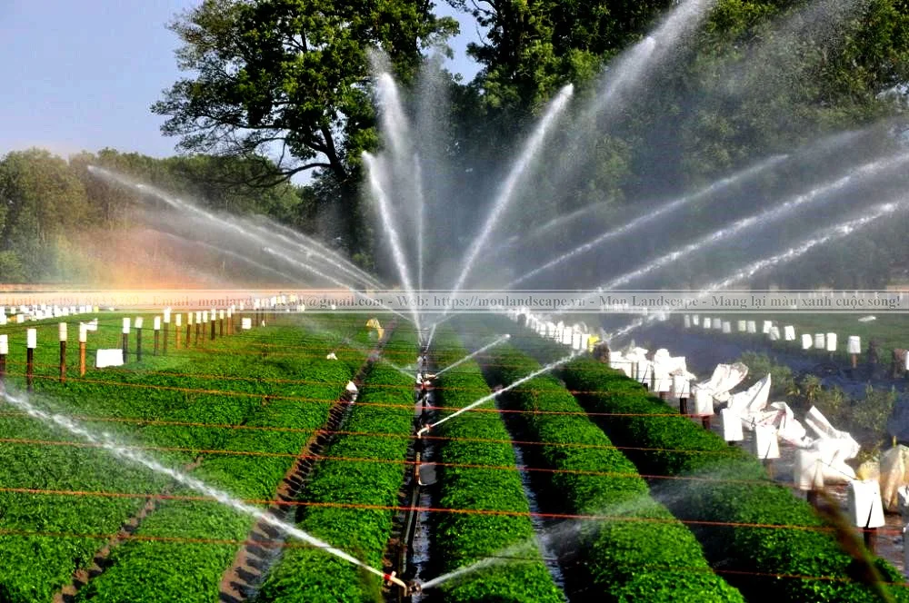 11 quy tắc vàng cho tưới cây