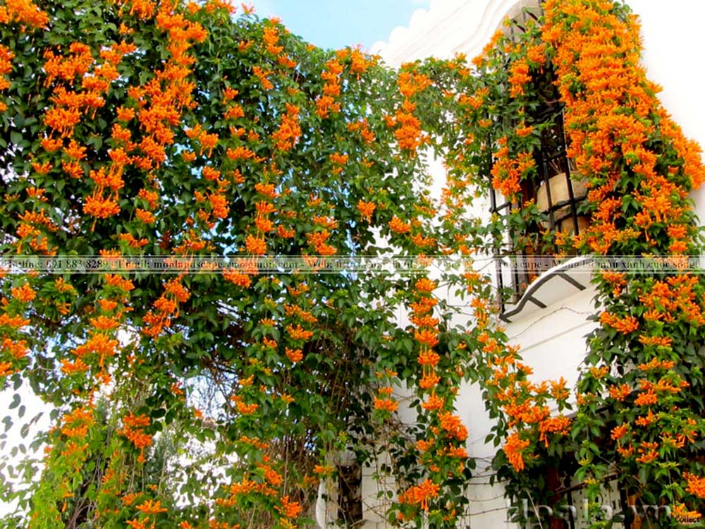 Bật mí những kiểu ban công đẹp nhất