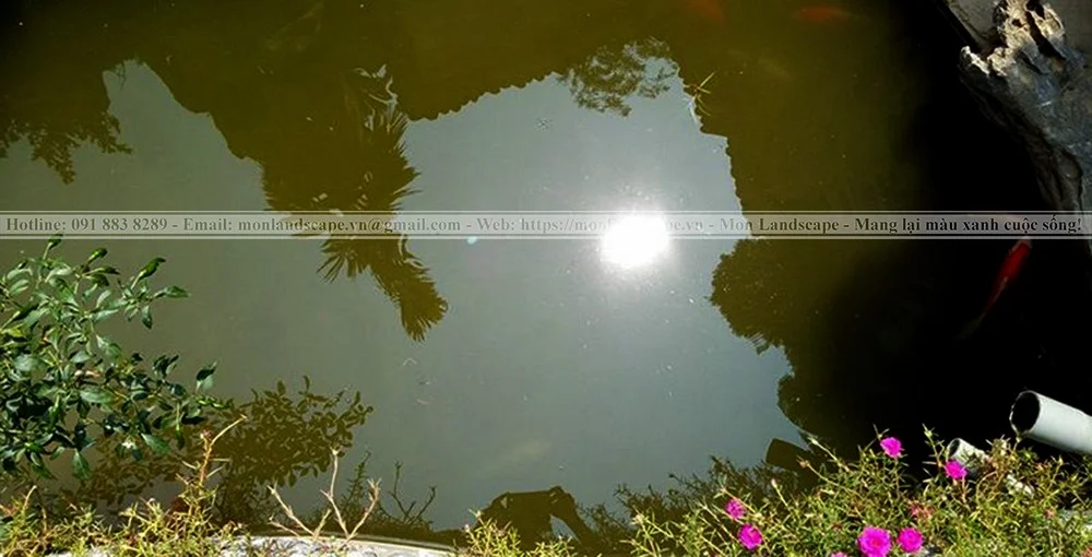Các biện pháp làm sạch hồ cá
