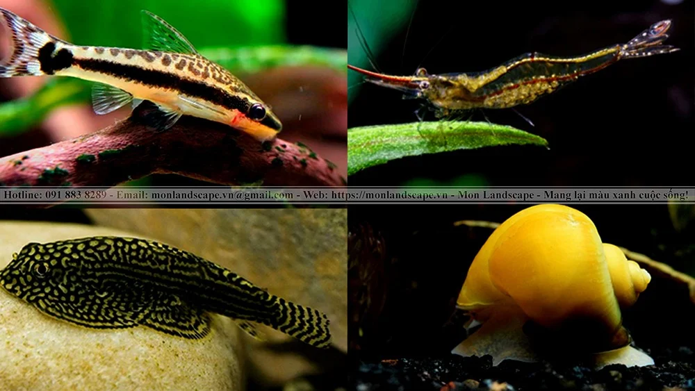 Các biện pháp làm sạch hồ cá