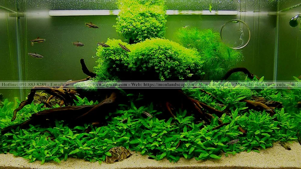 Các biện pháp làm sạch hồ cá