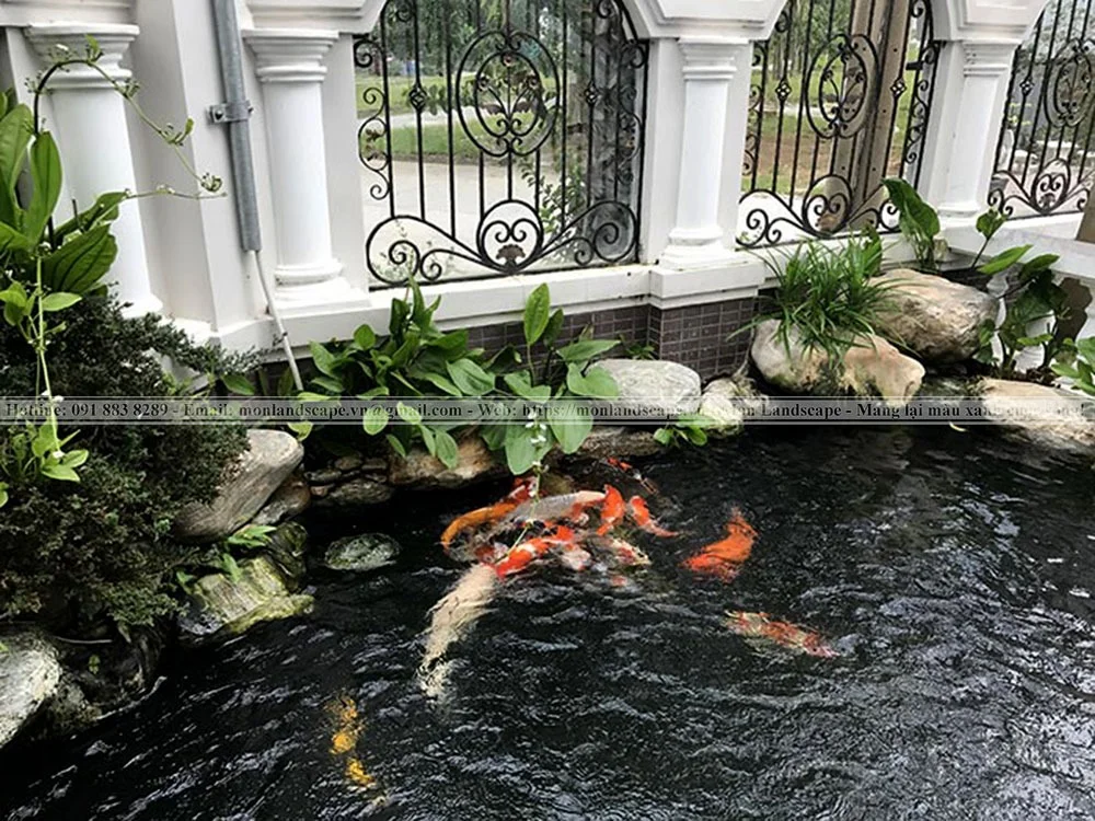 Các biện pháp làm sạch hồ cá