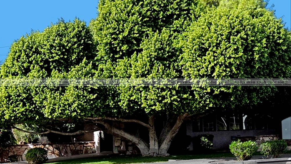 Cách bố trí cây cảnh trong thi công sân vườn