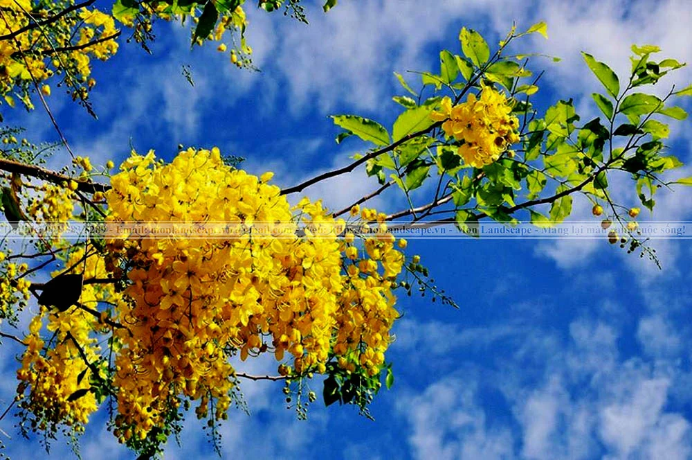 Cách bố trí cây cảnh trong thi công sân vườn
