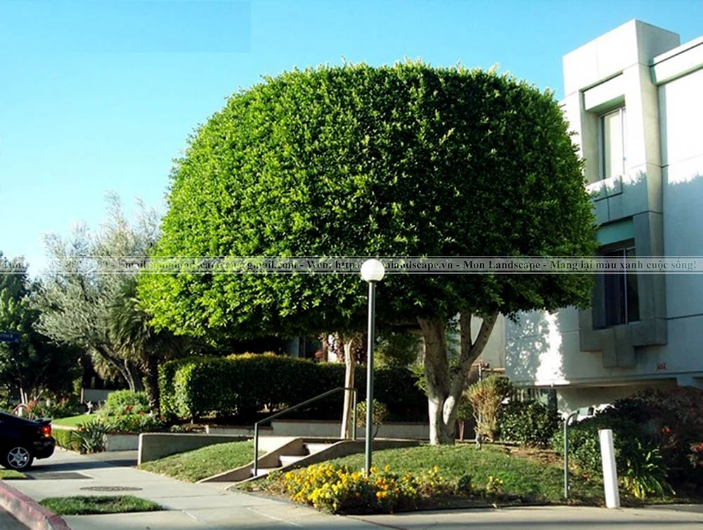 Cách bố trí cây cảnh trong thi công sân vườn