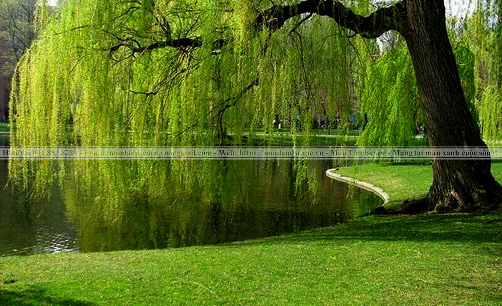 Cách bố trí cây cảnh trong thi công sân vườn