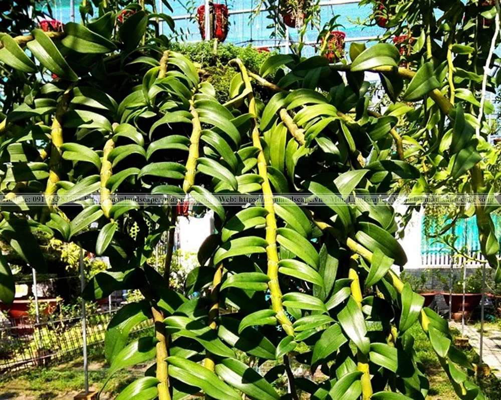 Chăm sóc cây cảnh trong vườn vào mùa đông Chăm sóc cây cảnh trong vườn vào mùa đông