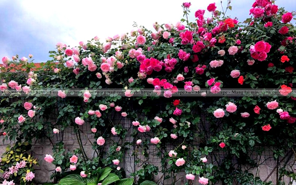 Hàng rào hoa hồng