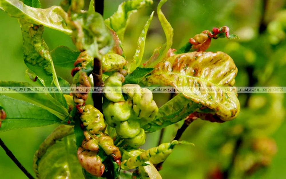 Biểu hiện thiếu dinh dưỡng ở cây