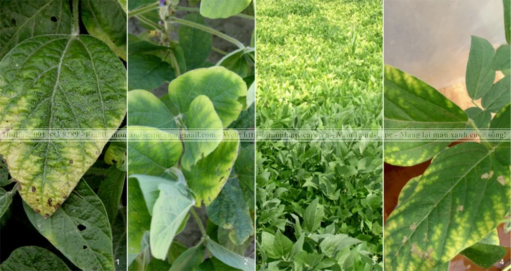 Biểu hiện thiếu dinh dưỡng ở cây