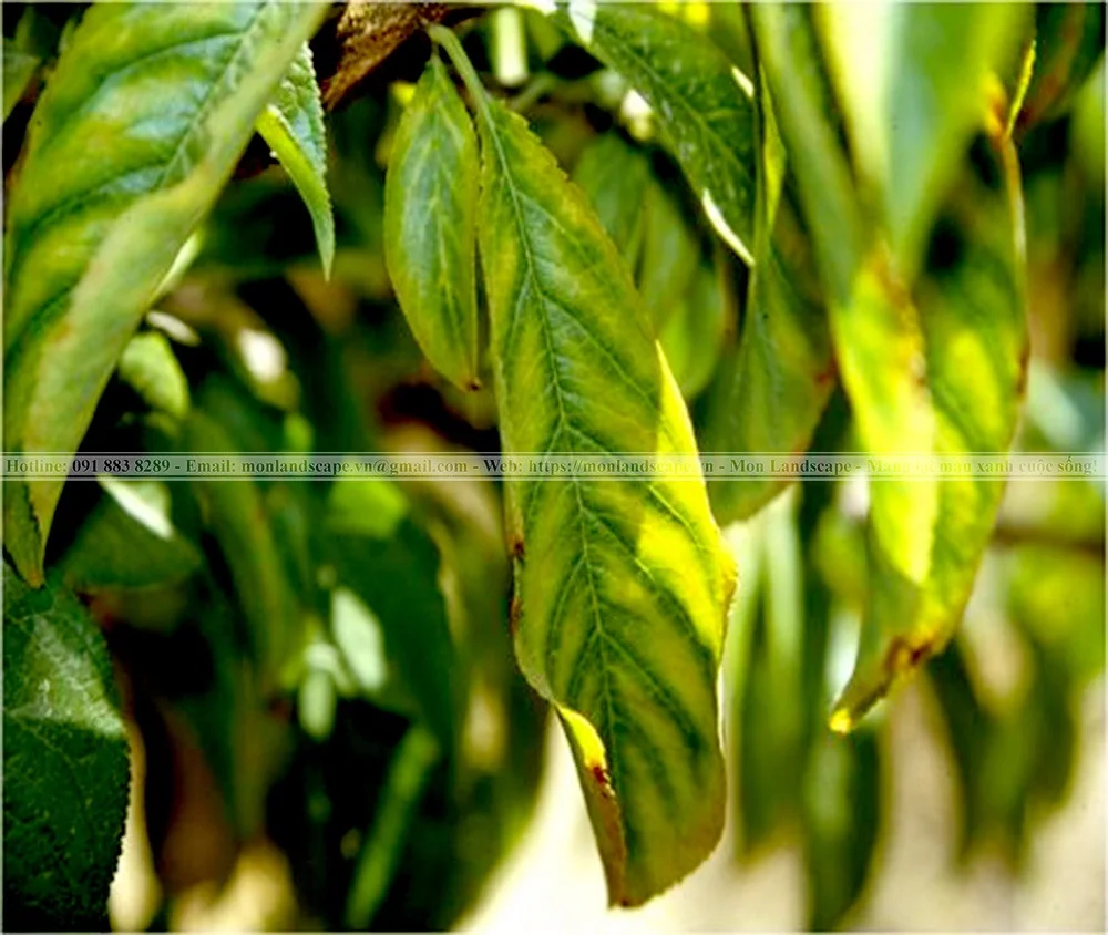 Biểu hiện thiếu dinh dưỡng ở cây