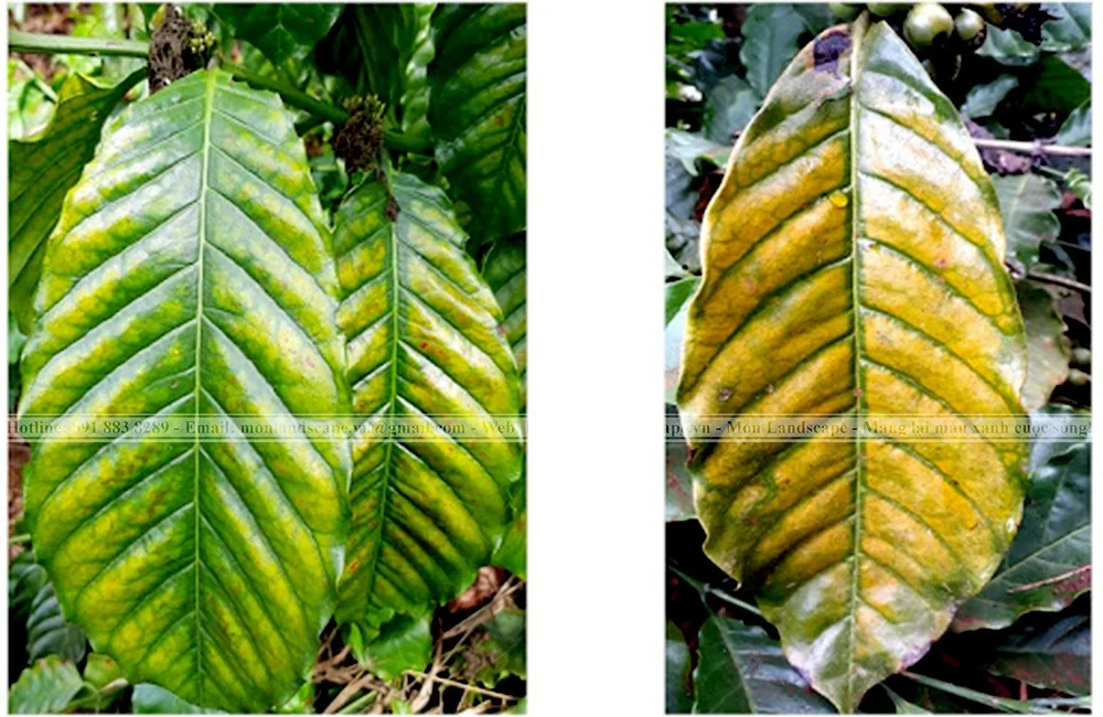 Biểu hiện thiếu dinh dưỡng ở cây