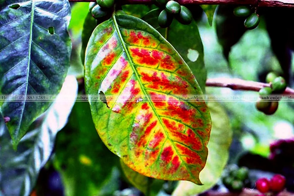 Biểu hiện thiếu dinh dưỡng ở cây