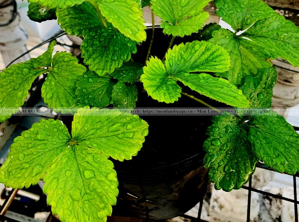 Biểu hiện thiếu dinh dưỡng ở cây