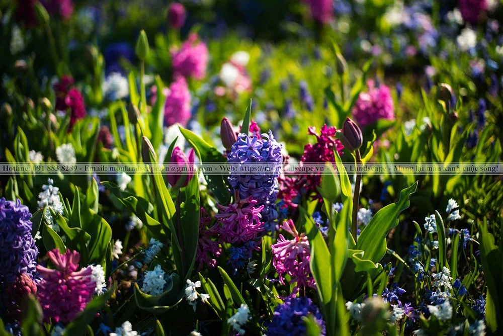 Một số cây xanh có khả năng đuổi muỗi