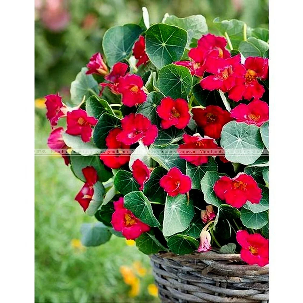 Một số cây xanh có khả năng đuổi muỗi