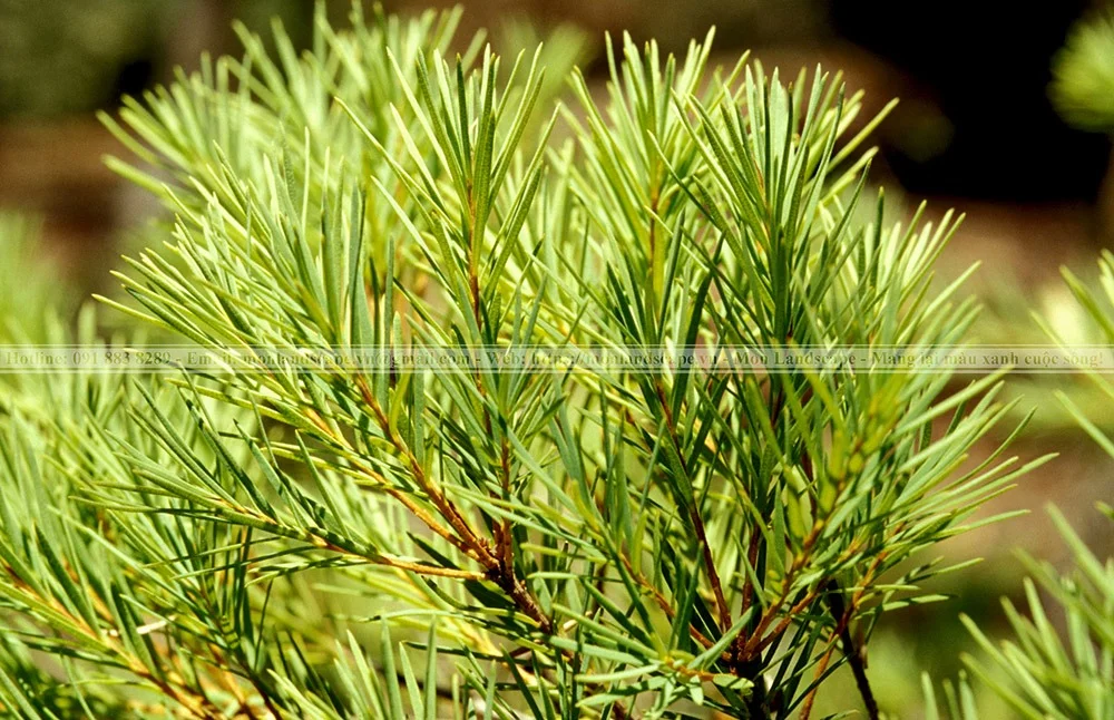 Một số cây xanh có khả năng đuổi muỗi