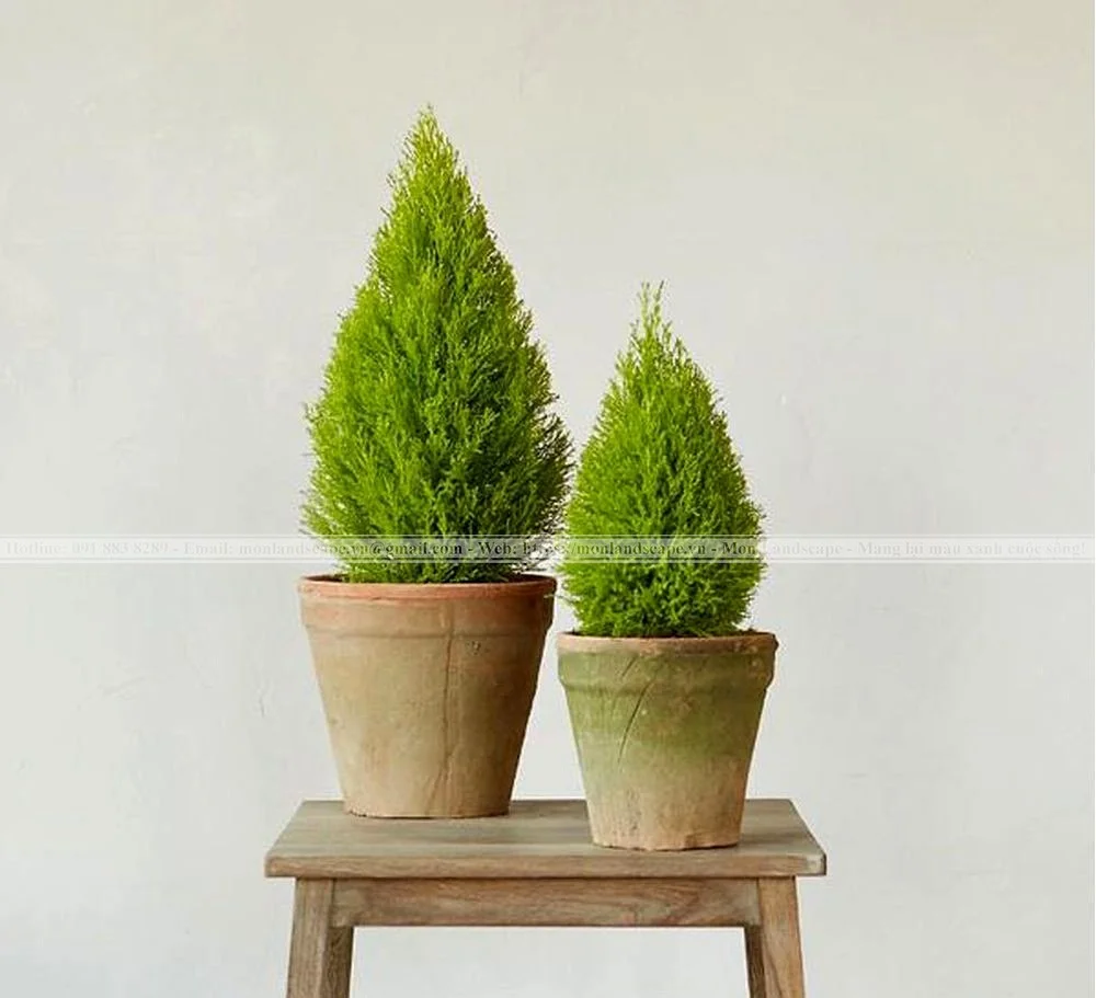 Một số cây xanh có khả năng đuổi muỗi