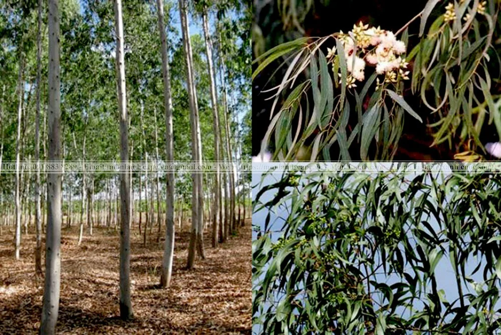 Một số cây xanh có khả năng đuổi muỗi